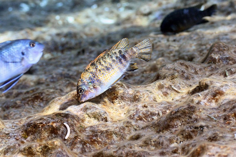 Labeotropheus fuelleborni 'Chiwi Rocks'